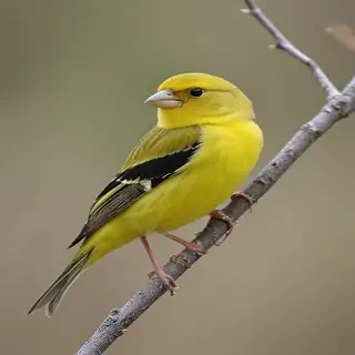 yellow finch
