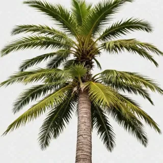 palm tree transparent