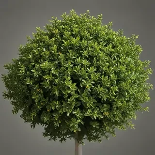 shrub png