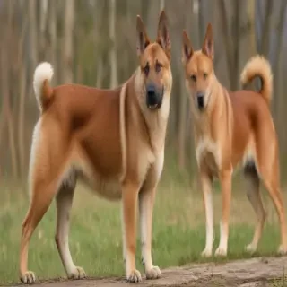 sokoke breed