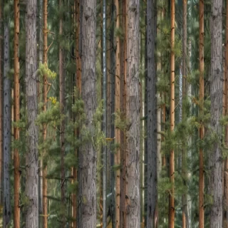 pine trees transparent background