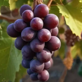grapes png