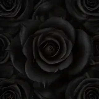 blackrose background