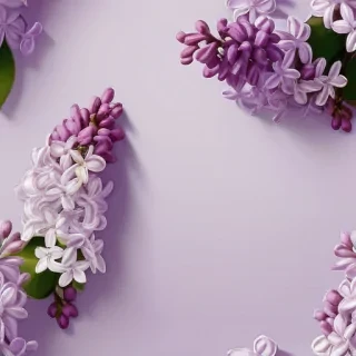 lilac background wallpaper