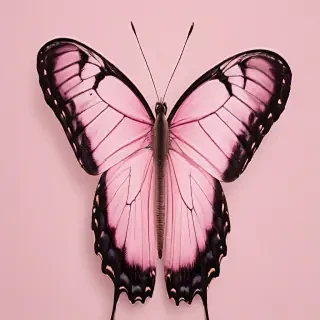 butterfly pink