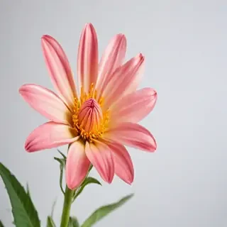 flower on white background