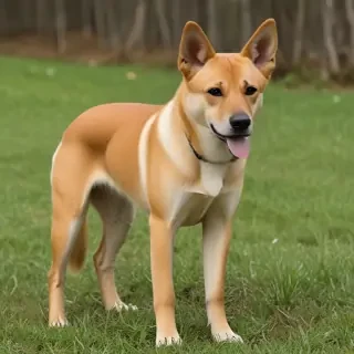 carolina dog breed