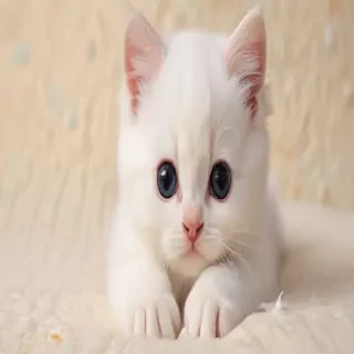 kitty wallpapers
