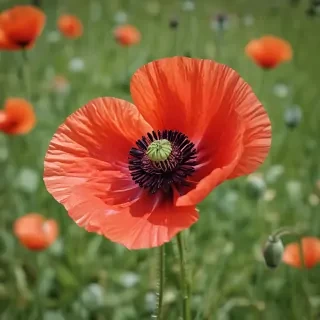 poppy flower