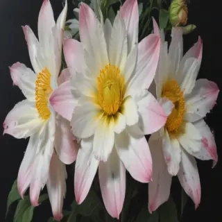 aesthetic flower painting