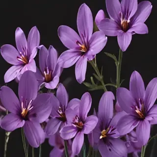 purple flowers png