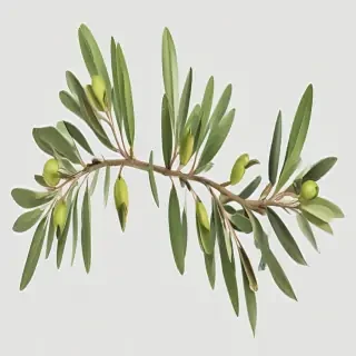 olive branch png