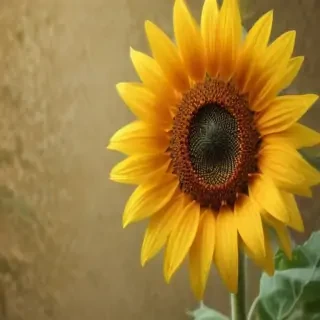 lock screen sunflower wallpaper