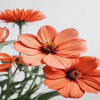 flower with white background