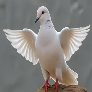 dove bird