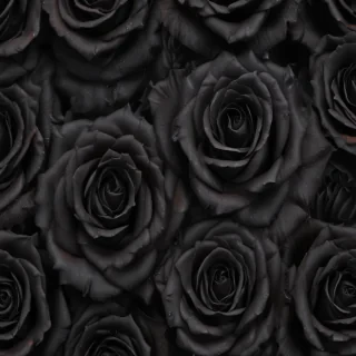 black roses background