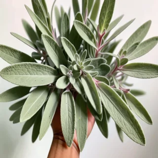 aesthetic sage green