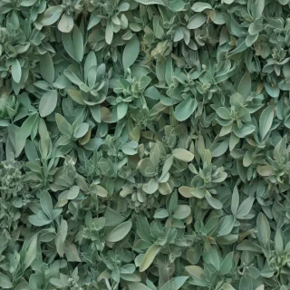 sage green aesthetic background