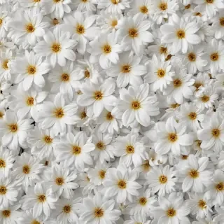 flower background white
