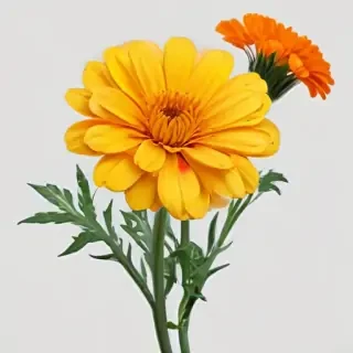 marigold png