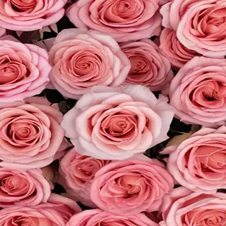 roses background aesthetic
