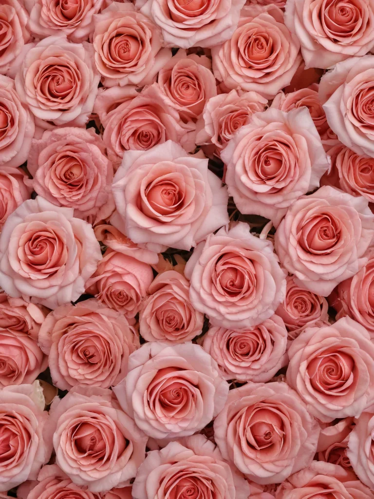 rose background