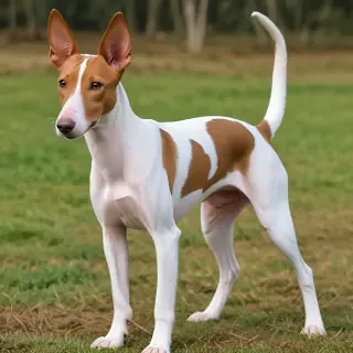 ibizan hound dog breed