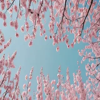 spring backgrounds aesthetic