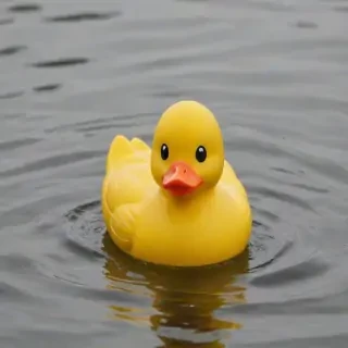 rubber duck png