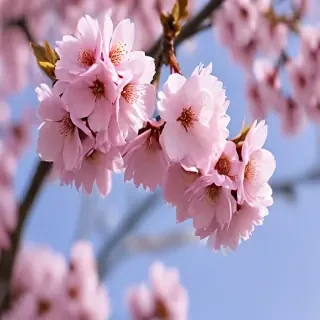 sakura blossom wallpaper