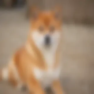 aussie shiba dog breed