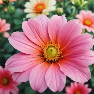 wallpaper iphone flower
