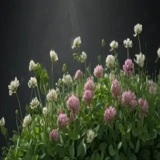 clover png