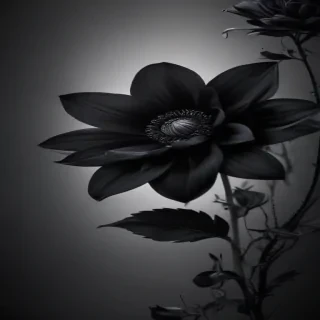 black flower