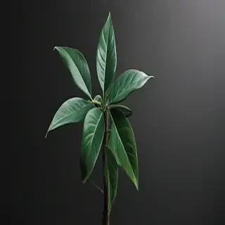 plant iphone wallpaper