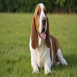 basset retriever