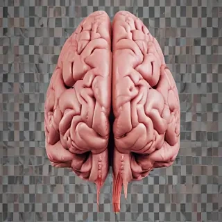 brain transparent background