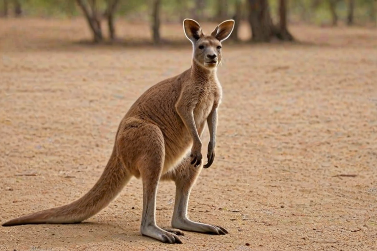 kangaroo png
