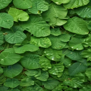 leaf background green