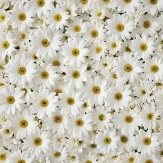 white flowers wallpaper iphone
