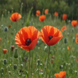 poppy flower