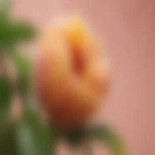 peach color bg