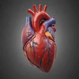 human heart png