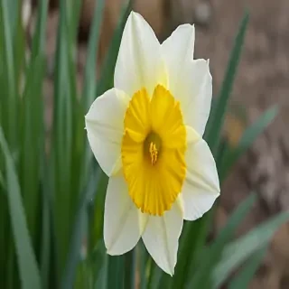 daffodil flower