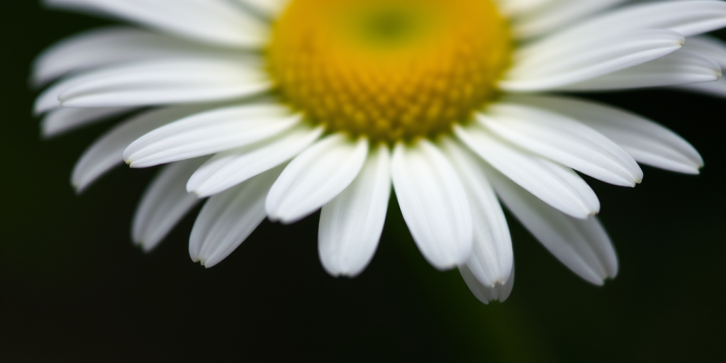 close-up of a white daisy with a yellow center on a dark background, shallow depth of field, 85mm lens, f/2.8, ISO 200, natural light, DSLR camera, macro photography style