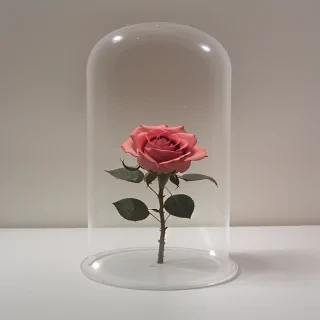 rose transparent
