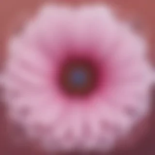 flower outline png