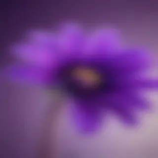 purple flower iphone wallpaper