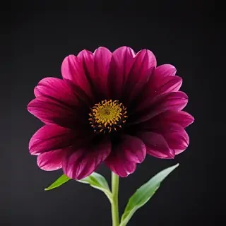 flower black background