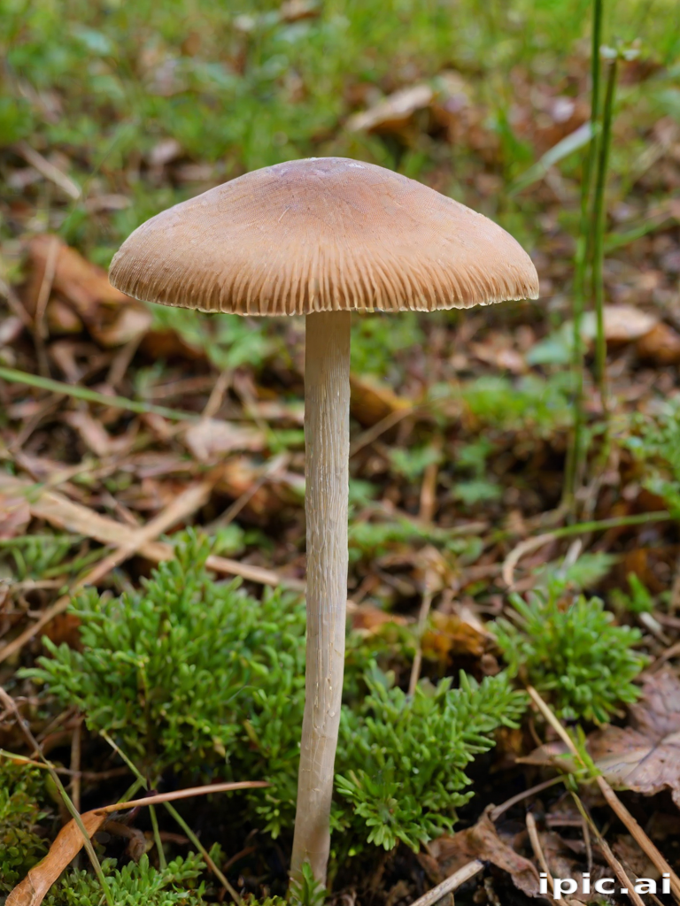 thin stemmed mushroom